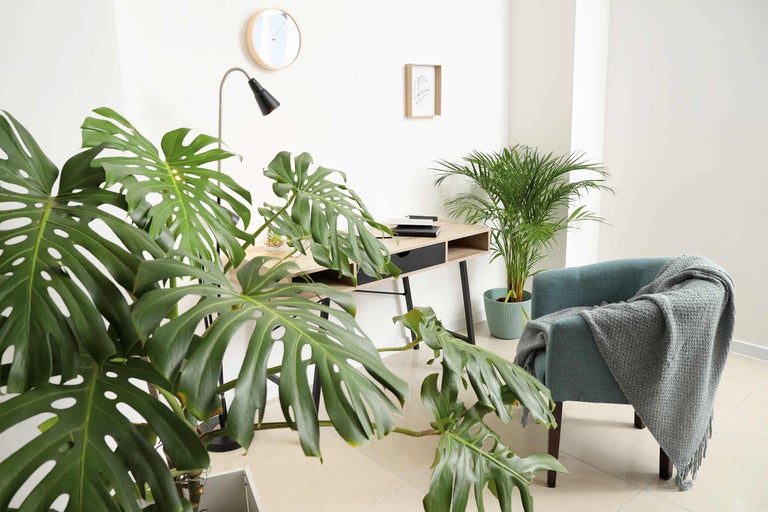 Helles Zimmer mit Schreibtisch, Sessel und Zimmerpflanzen