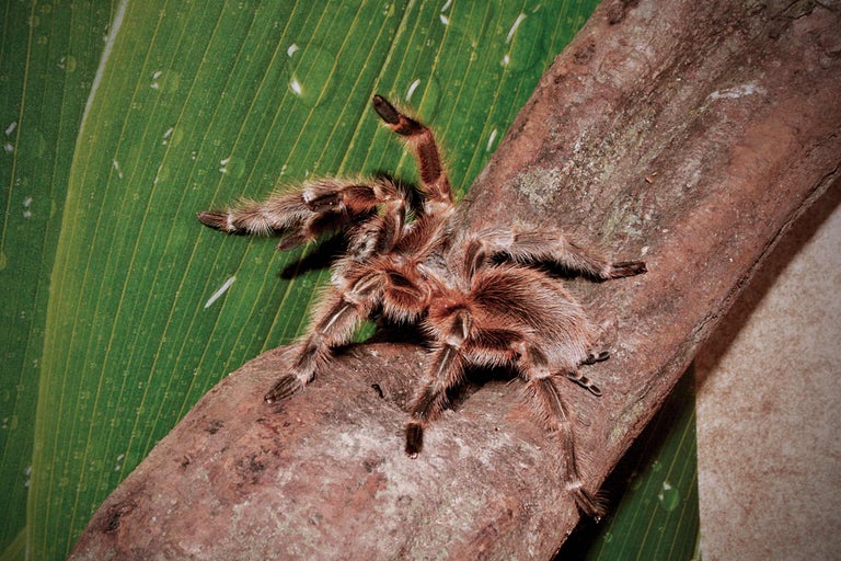 Vogelspinne auf einem Ast vor einem Blatt