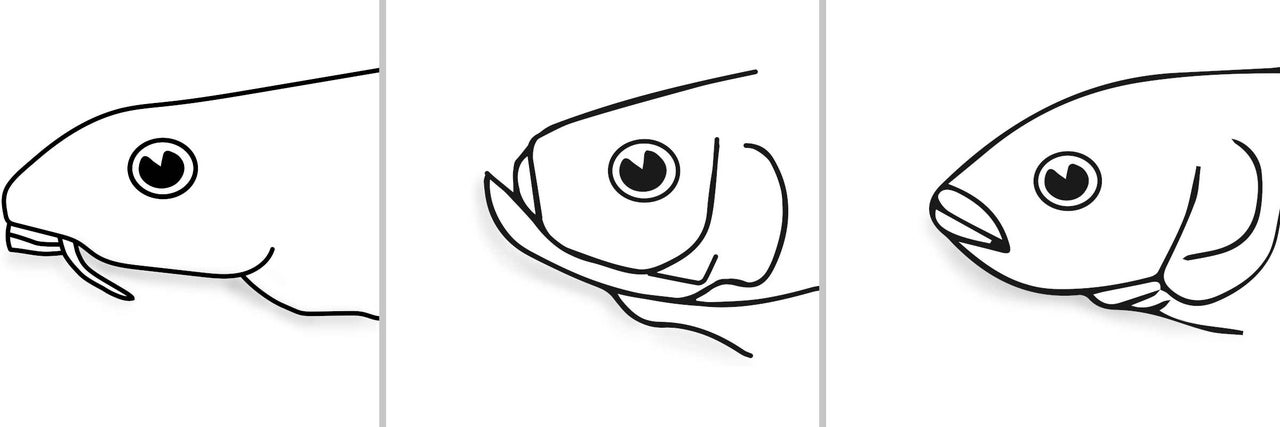 Illustration von Fischköpfen in verschiedenen Entwicklungsstadien