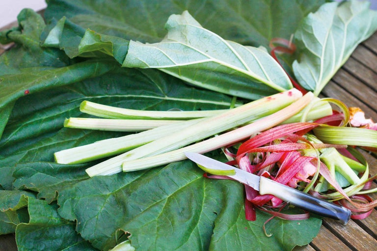 Rhabarberstängel und -blätter mit Messer auf Holzgrund