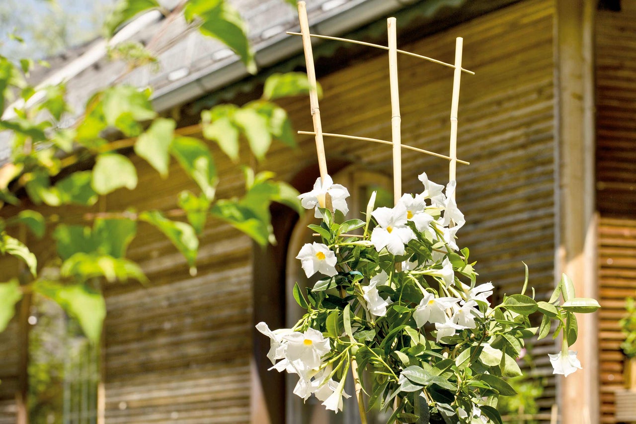 Dipladenia mit Kletterhilfe aus Bambus für den Garten
