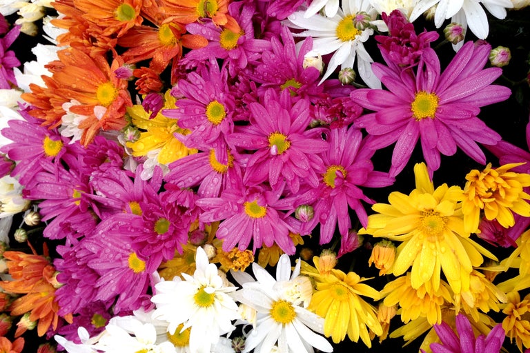 Nahaufnahme von Chrysanthemenblüten in Orange, Gelb, Weiß und Lila