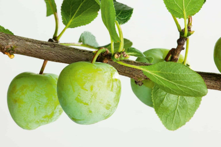 Zweig mit grünen Pflaumen und Blättern