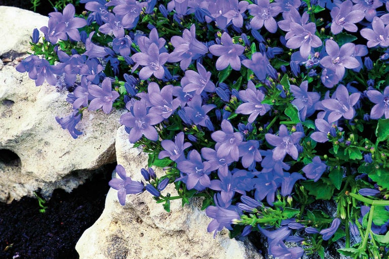 Blauer Bubikopf Campanula als Bodendecker im Garten