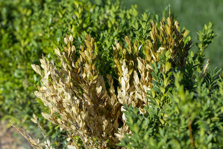 Beschädigter Buchsbaum im Garten