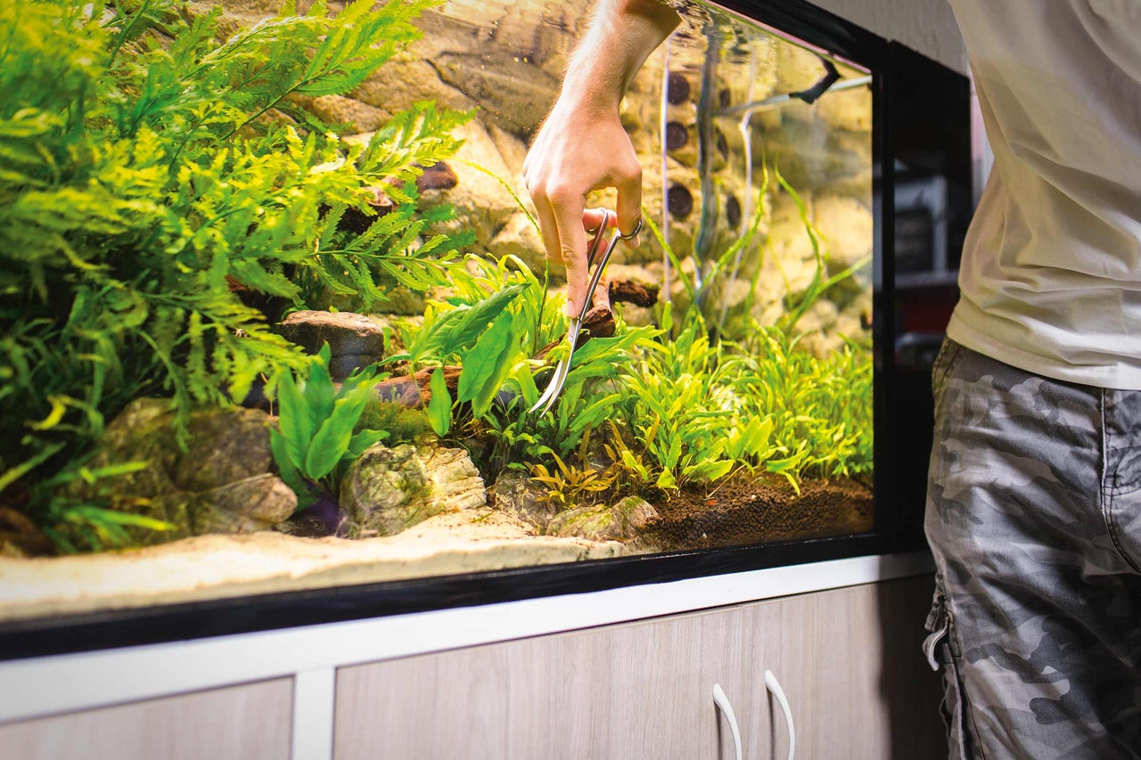 Aquarium mit Person, die Wasserpflanzen mit einer Schere beschneidet