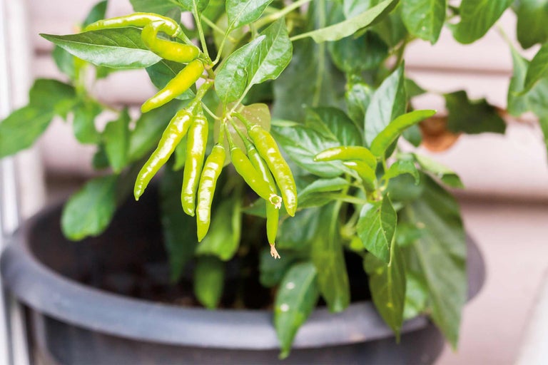 Chili Pflanze im Topf mit grünen Schoten