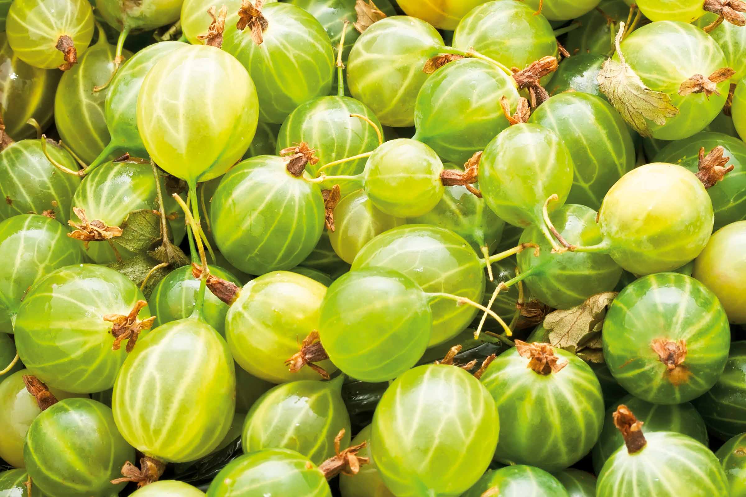 Nahaufnahme von frischen Stachelbeeren