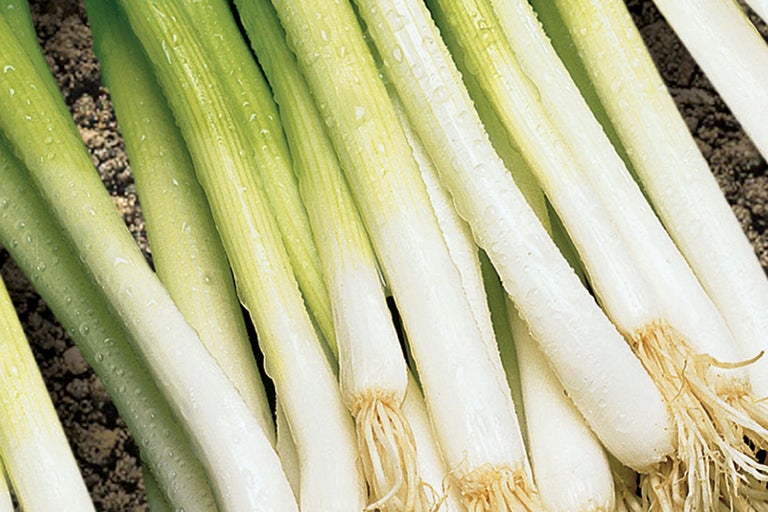 Bund Frühlingszwiebeln mit Wurzeln