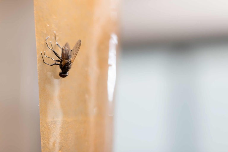 Fliege gefangen auf Fliegenfängerpapier