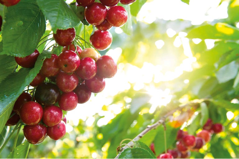 Süßkirschen am Baum