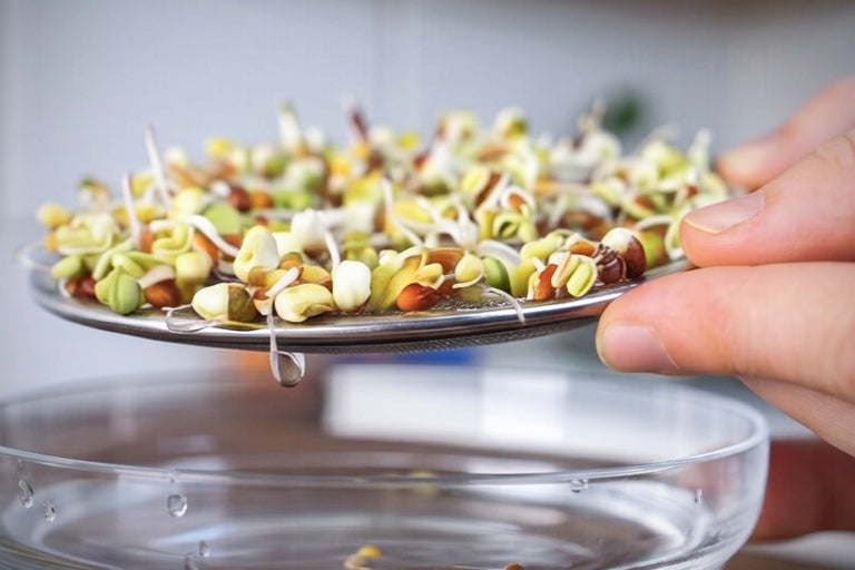 Frische Keimsprossen auf einem Edelstahl-Keimsieb über einer Glasschale, von der Wasser abtropft.