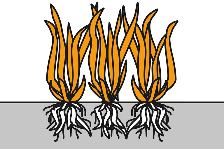 Illustration von drei Grasbüscheln mit Wurzeln