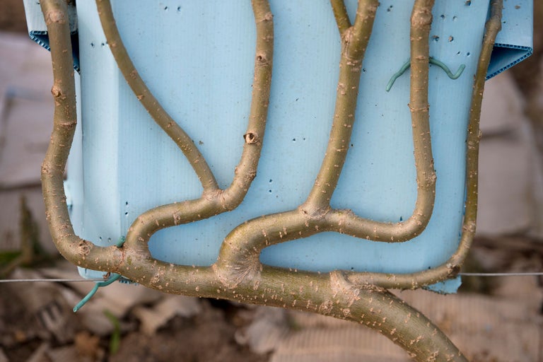 Blick auf einen veredelten Baum in einem Behälter