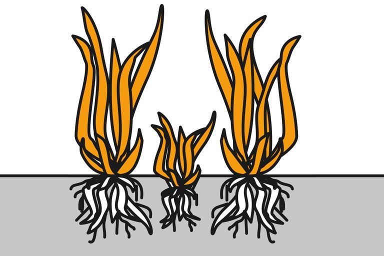 Illustration von drei Grasbüscheln mit Wurzeln