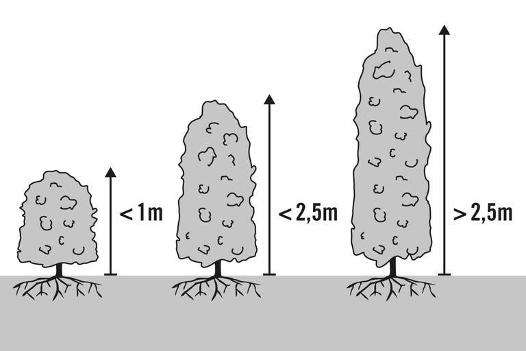 Illustration von Bäumen unterschiedlicher Größe