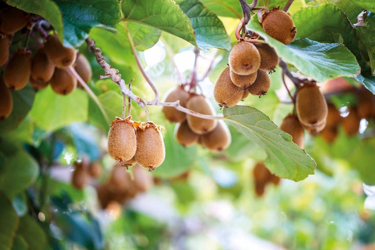 Nahaufnahme von Kiwis am Baum