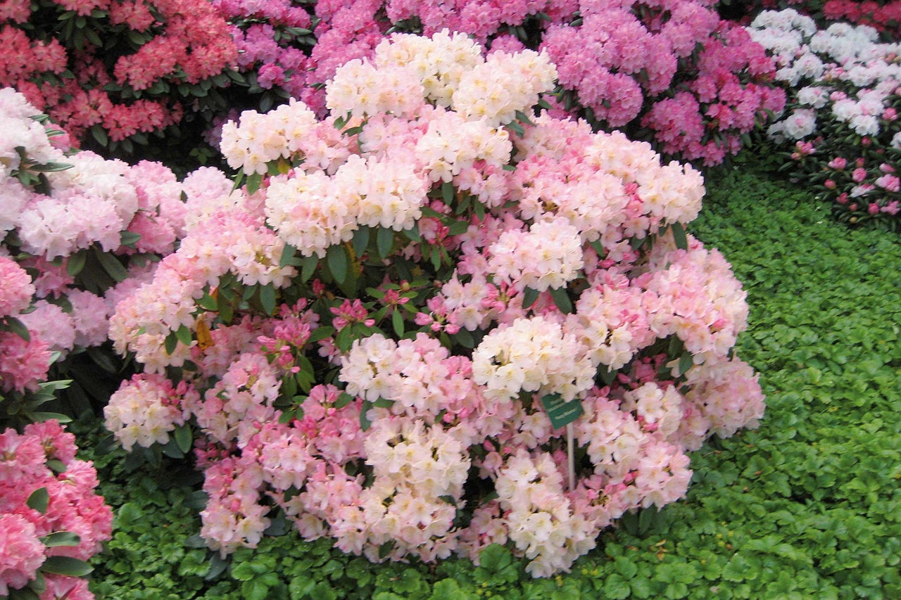 Rhododendronbusch mit rosa Blüten im Garten