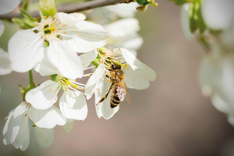Biene sammelt Nektar von einer Blüte