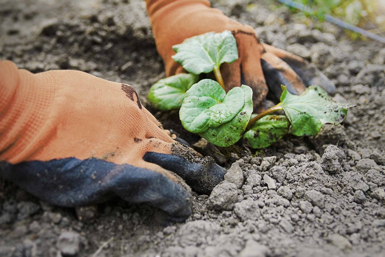 Gartenarbeit mit Pflanze und Handschuhen in Erde