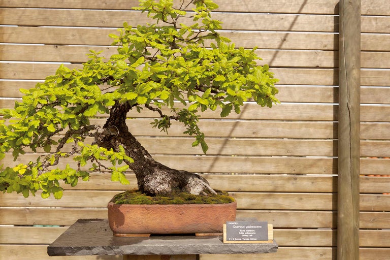Bonsai-Baum der Art Quercus pubescens in einem Pflanzgefäß