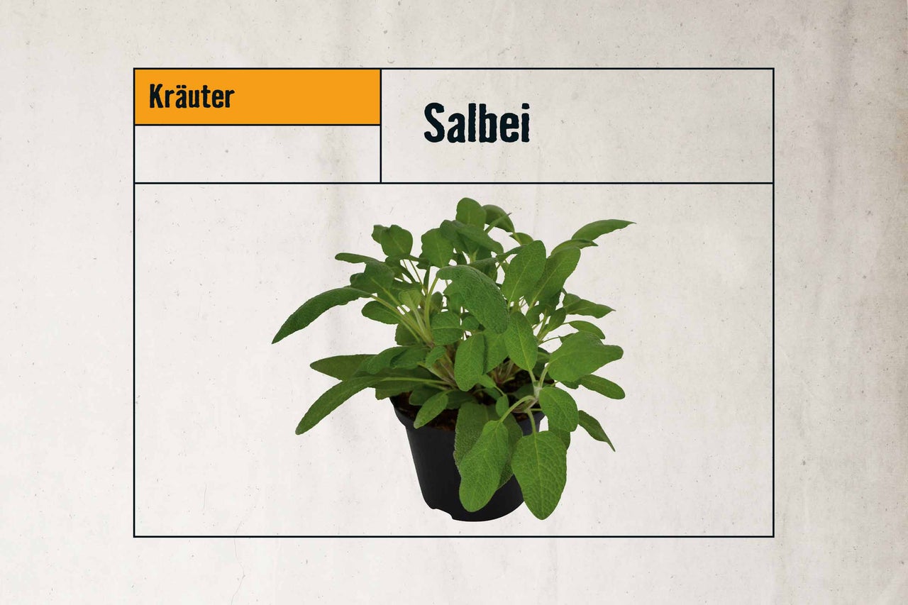 Salbei im Topf