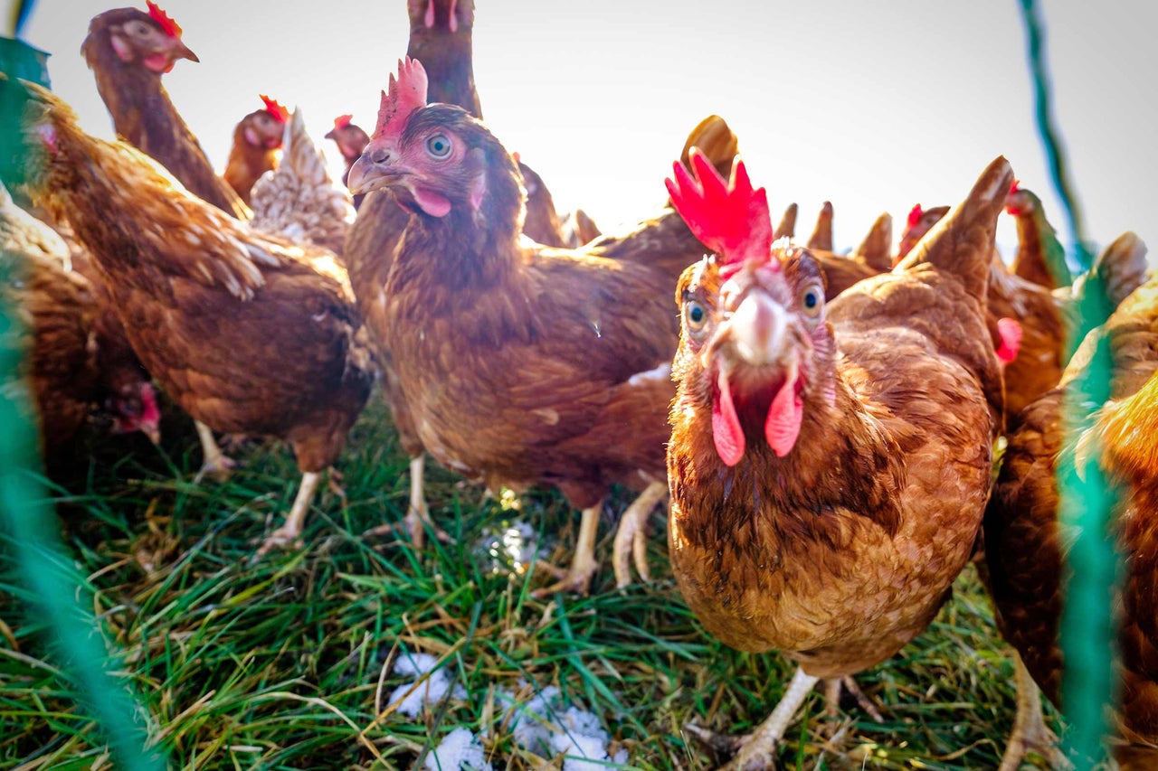 Nahaufnahme einer Gruppe von Hühnern im Freien auf Grasboden