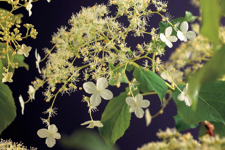 Rispenhortensie mit weißen Blüten und grünen Blättern