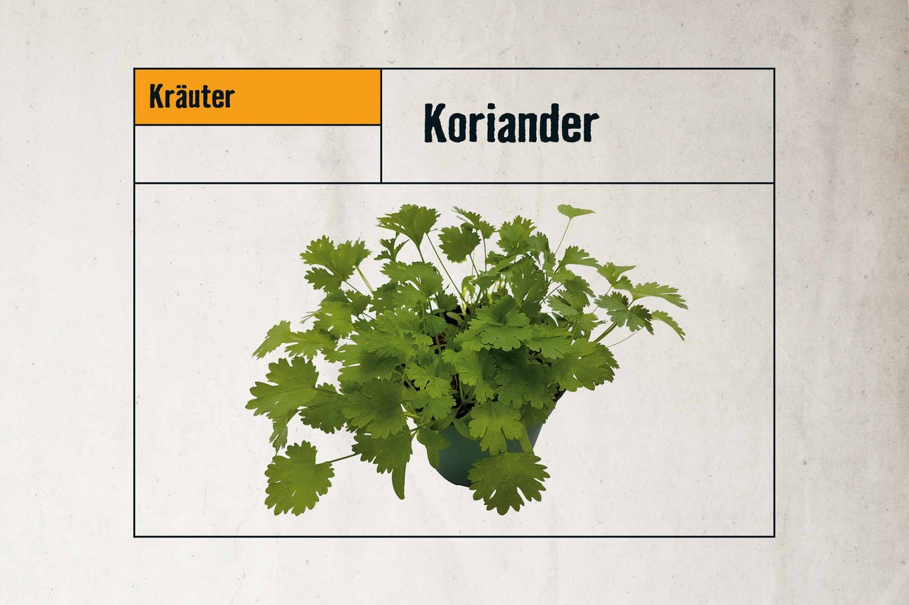Koriander im Topf