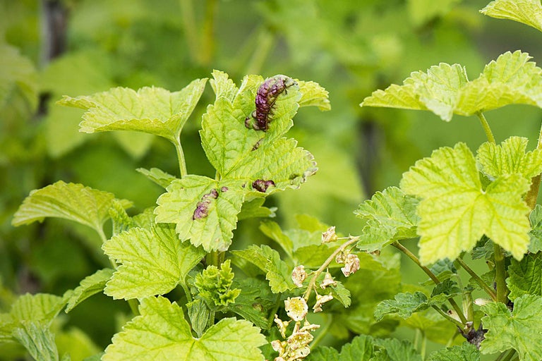 Johannisbeerbusch mit befallenen Blättern