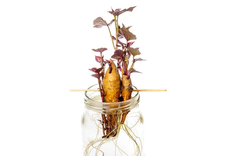Süßkartoffeln in einem Glas mit Sprossen und Wurzeln