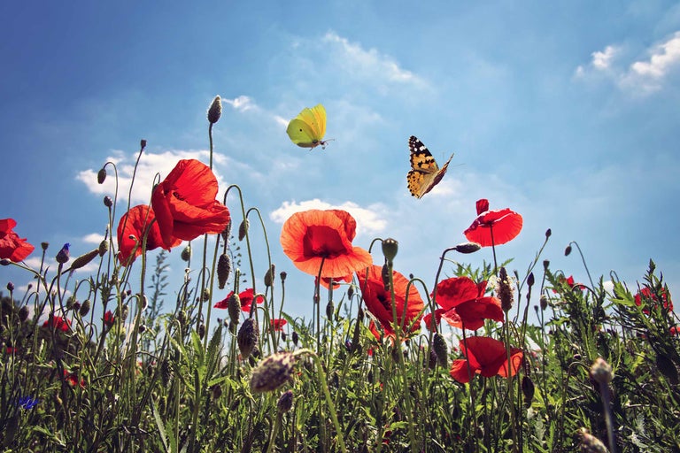 Blühende Mohnblumenwiese mit Schmetterlingen unter blauem Himmel