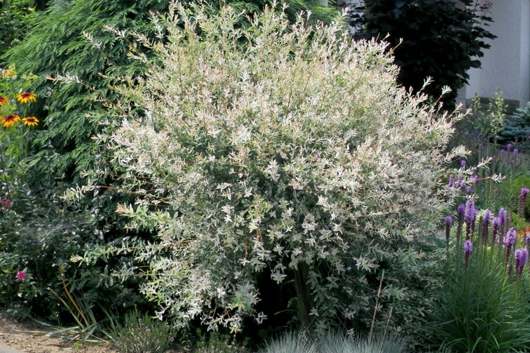 Harlekinweide im Garten.