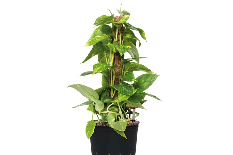 Efeutute Zimmerpflanze an einem Moosstab in einem schwarzen Topf