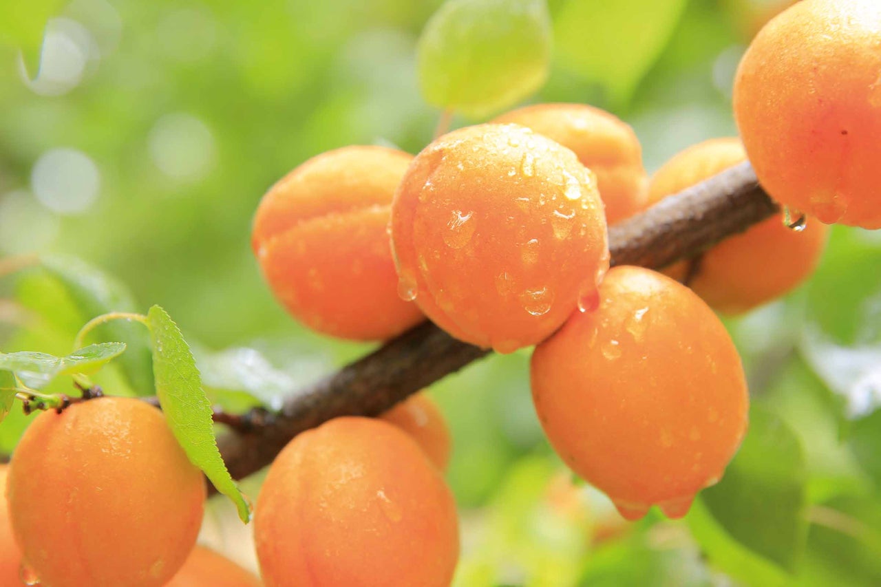 Frische Aprikosen am Zweig mit Wassertropfen