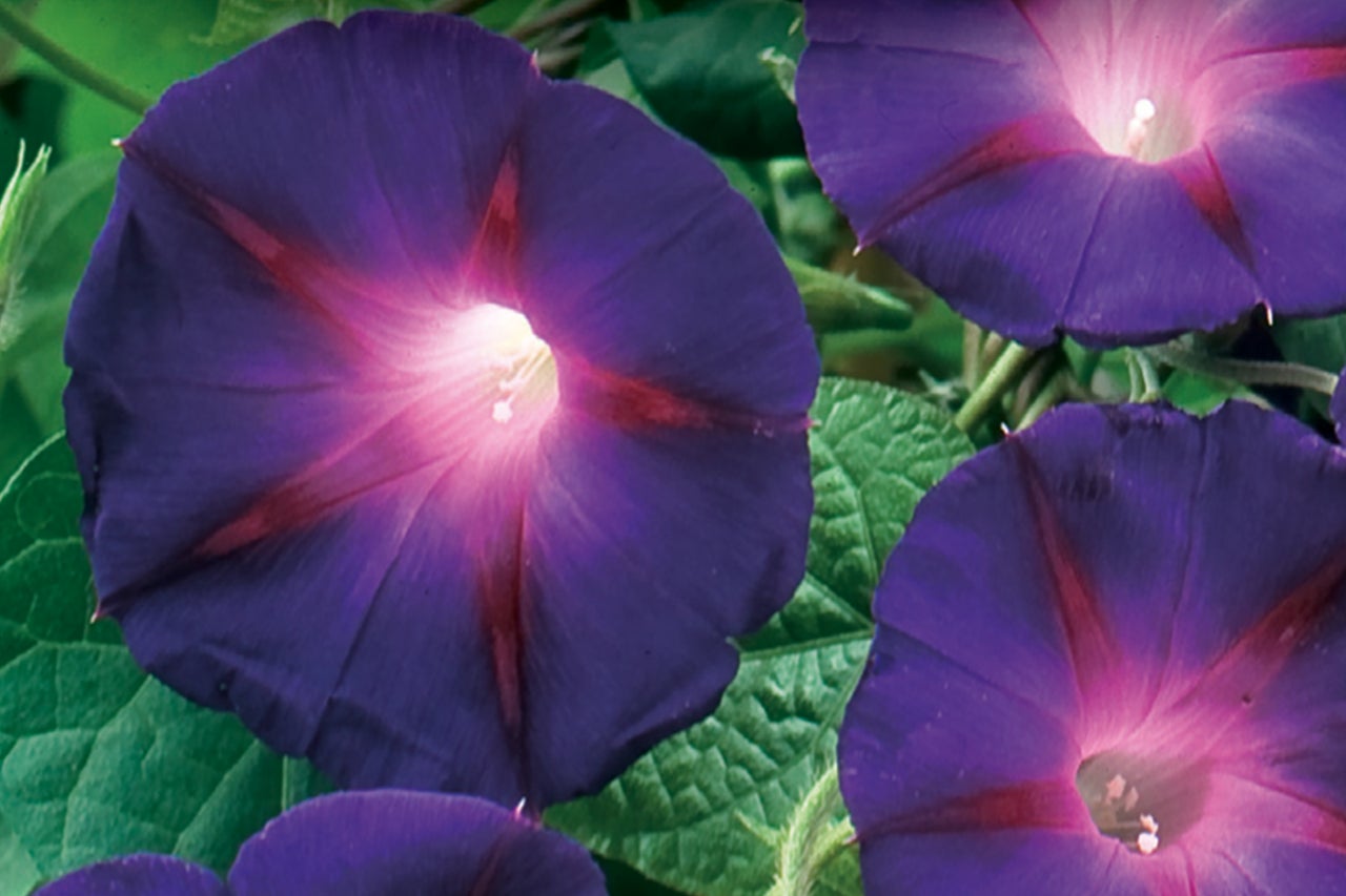 Nahaufnahme von Purpurblüten der Trichterwinde