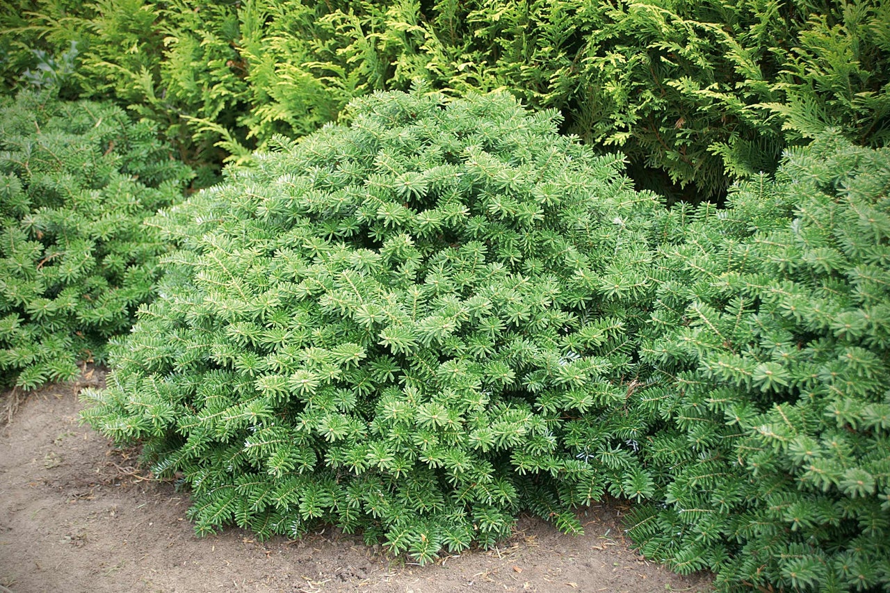 Kugelförmige Zwerg-Koreatanne im Garten.