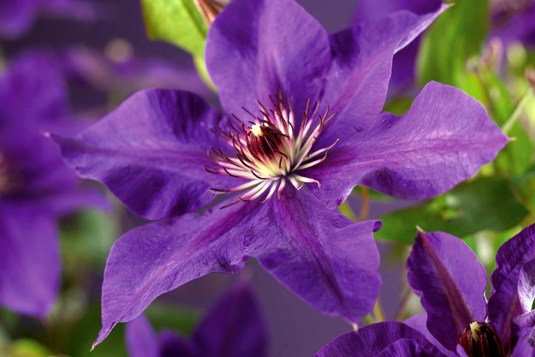 Nahaufnahme einer blauen Clematisblüte