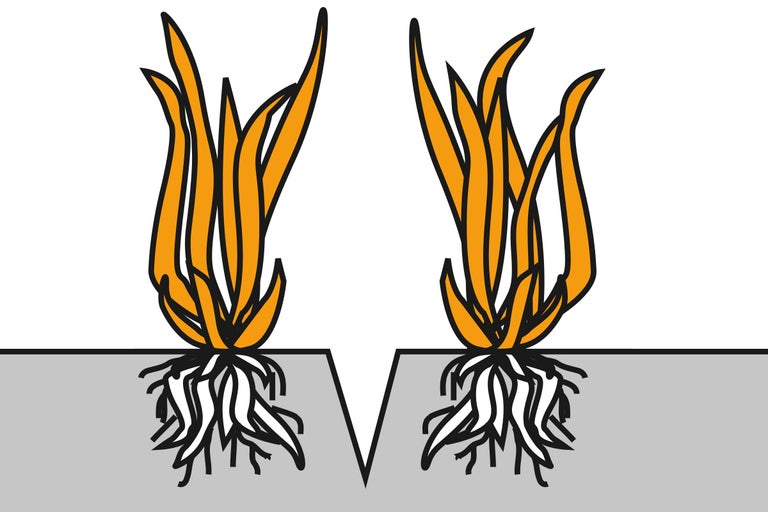 Illustration von zwei Grasbüscheln mit Wurzeln im Boden