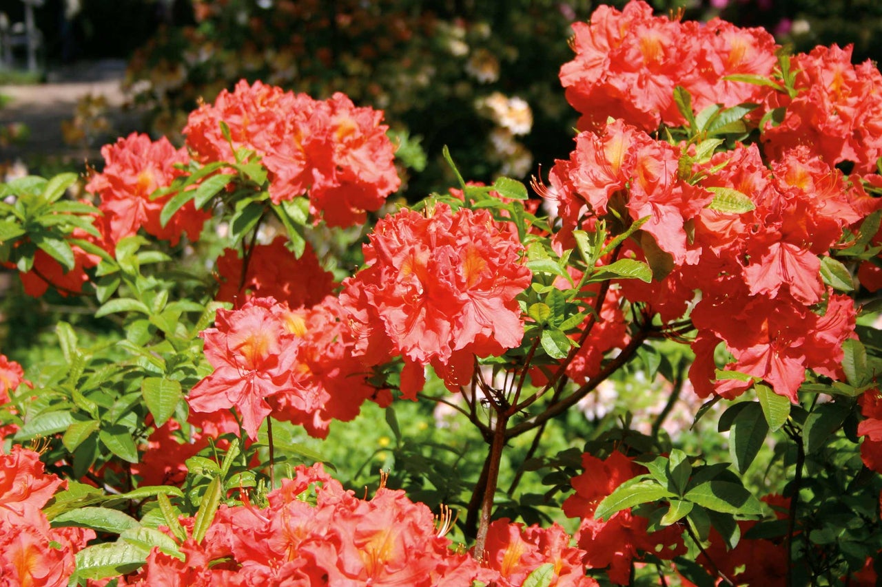 Azaleenstrauch mit Blüten und grünen Blättern