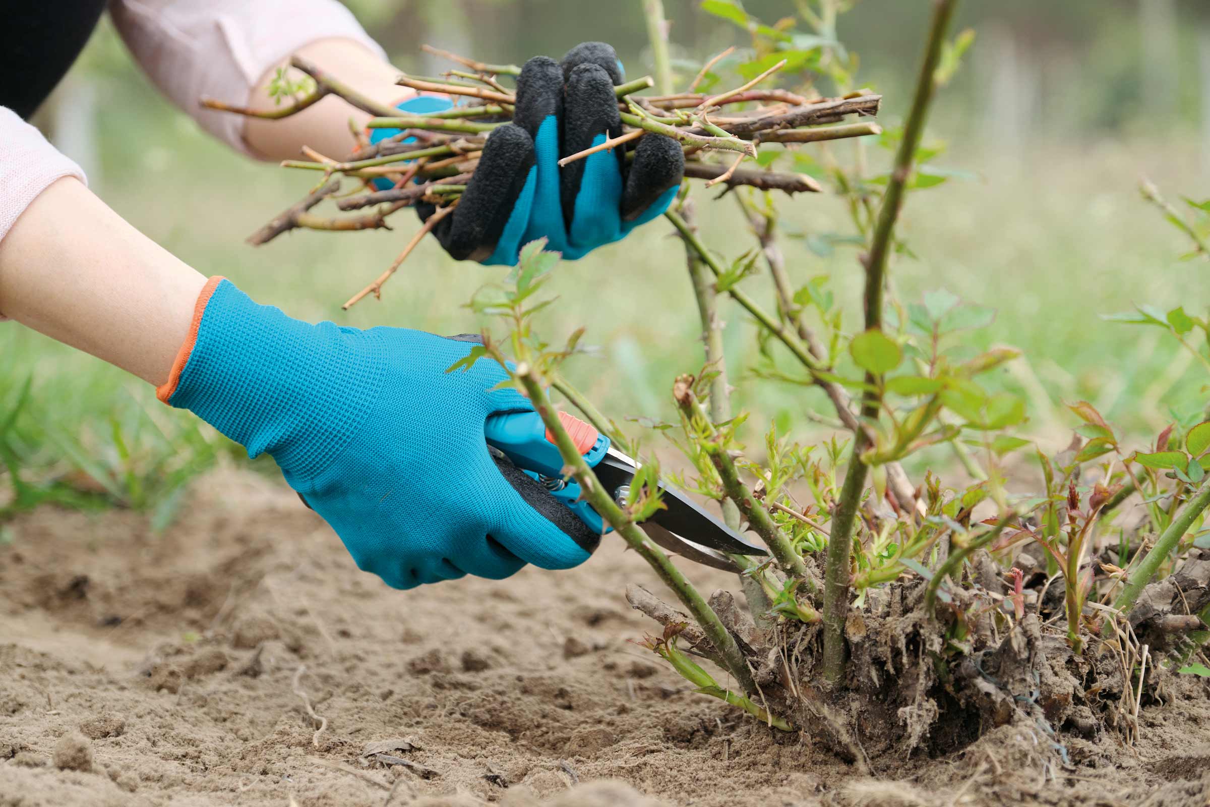 Gartenarbeit: Person schneidet Rosen mit einer Gartenschere, geschützt durch Gartenhandschuhe.