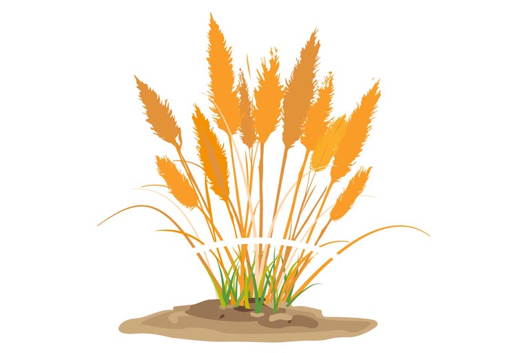 Illustration von Ziergras mit Wedeln auf einem Erdhügel