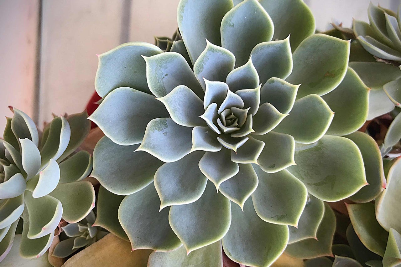 Nahaufnahme einer Echeveria Zimmerpflanze mit bläulich-grünen Blättern