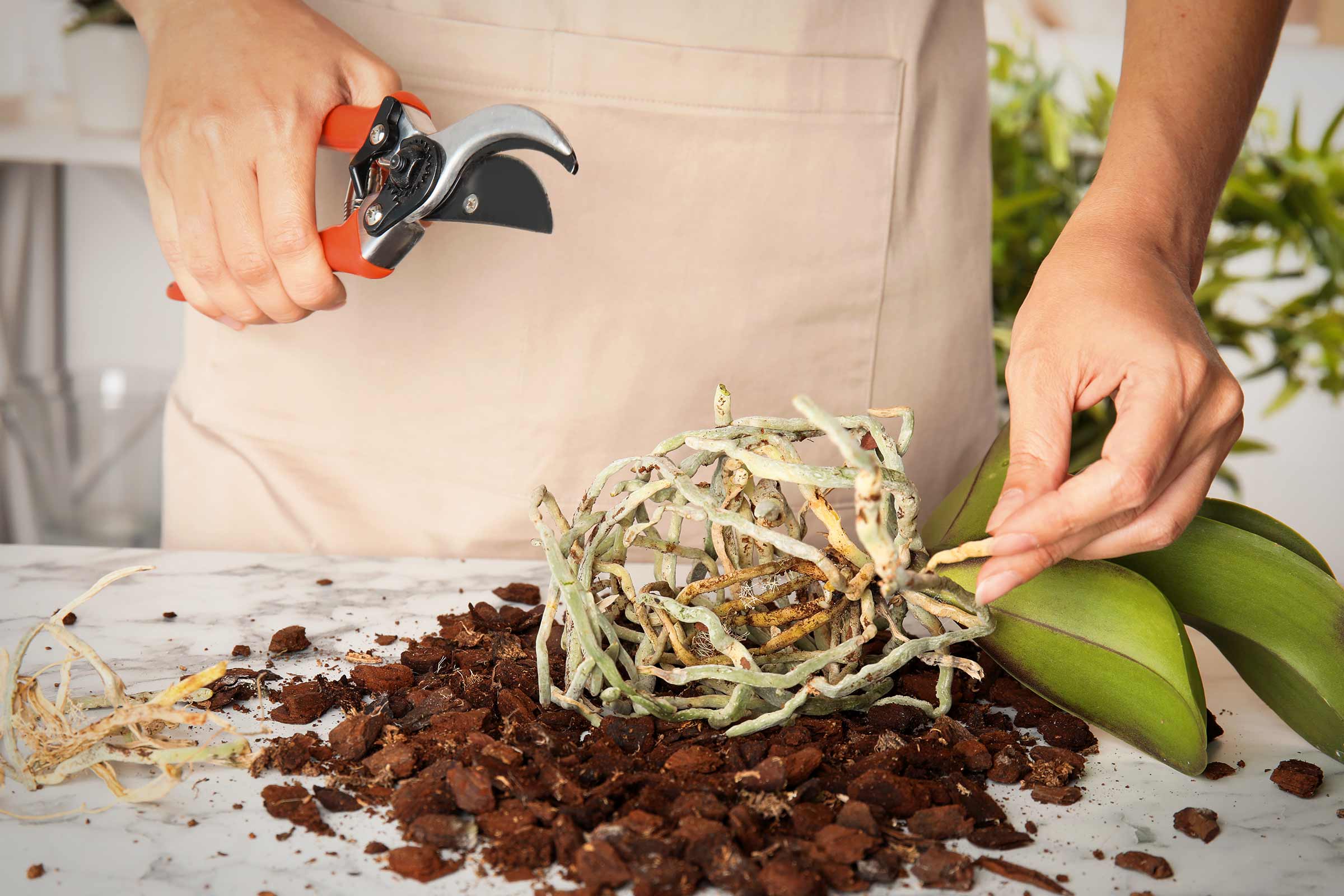 Nahaufnahme einer Person, die mit einer Gartenschere an einer Orchidee arbeitet, umgeben von Blumenerde.
