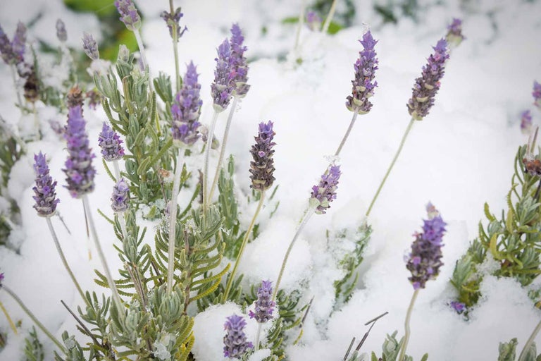Lavendel Pflanzen bedeckt mit Schnee.