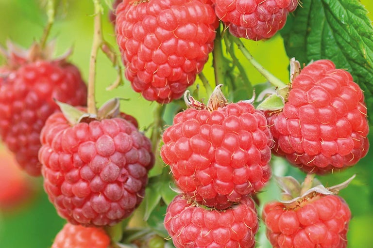 Nahaufnahme von Himbeeren an einem Zweig