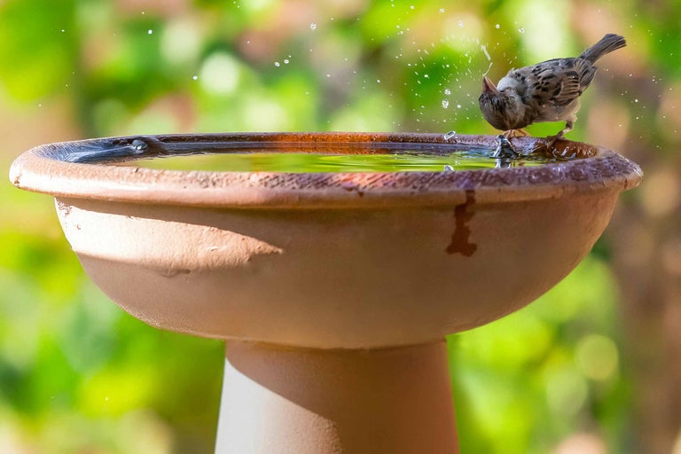 Vogel trinkt Wasser aus einer Vogeltränke
