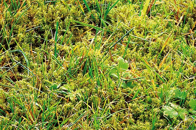 Nahaufnahme von Rasen mit Moos