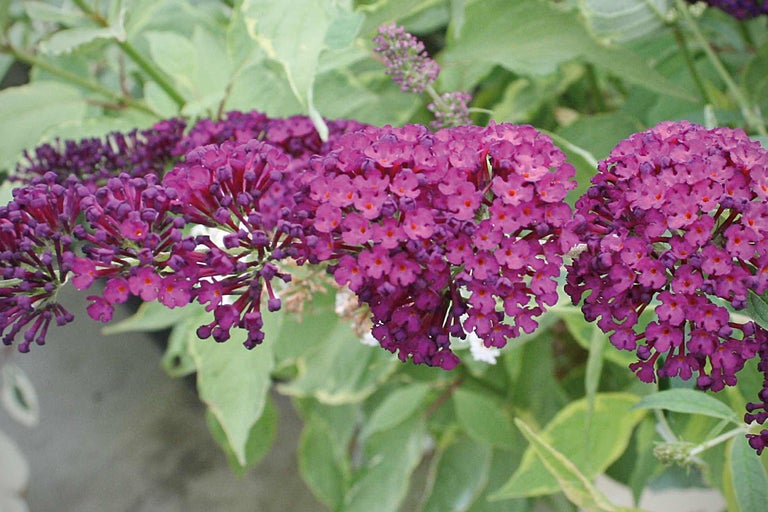 Nahaufnahme von Schmetterlingsfliederblüten