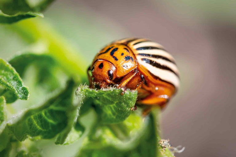 Kartoffelkäfer auf einem Blatt